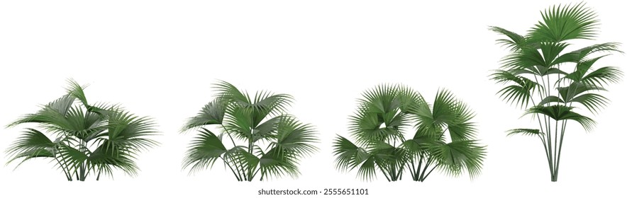 set of Carludovica trees on transparent background