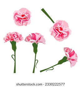 Set of Carnation flower isolated on white background. vector illustration.