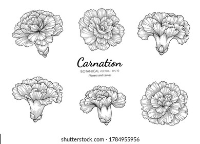 Set of Carnation flower and leaf hand drawn botanical illustration with line art on white backgrounds. 