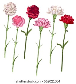 Set carnation flowers. White, pink and red carnation. Isolated on white vector illustration