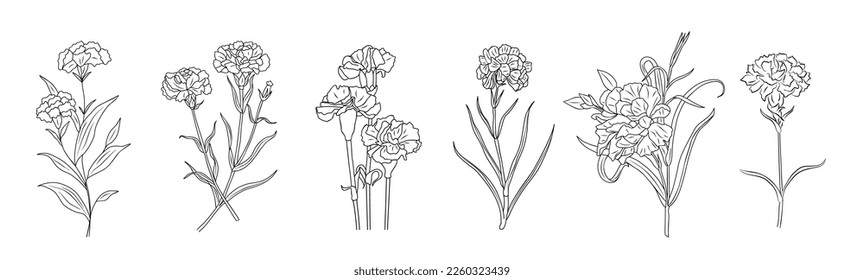 Set of Carnation January birth month flower line art vector illustrations.