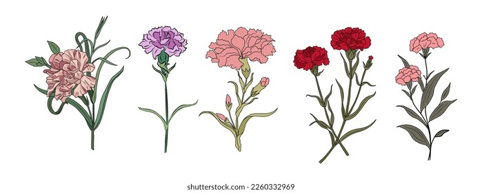 Set of Carnation January birth month flower colorful vector illustrations.