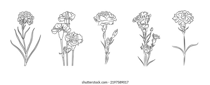 Set of carnation line art drawings. January birth month flower. Hand drawn monochrome black ink outline vector art illustrations. Perfect for tattoo, jewelry, wall art design.
