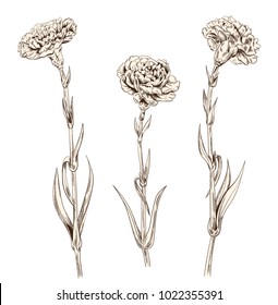Set of carnation schabaud: brown (sepia) monochrome contour of flowers, stems, leaves on white background. Composition for Mother's Day, Victory day, digital draw in engraving vintage style, vector