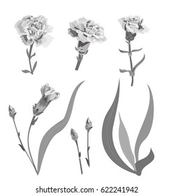 Set of carnation schabaud, monochromatic grayscale flowers, buds, stem, leaves on white background, collection for Mother's Day, Victory day, digital draw, vintage illustration, vector