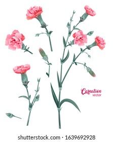 Set of carnation schabaud. Pink flowers, buds, green leaves, stems, white background. Digital draw, illustration for Mother's Day. Delicate floral design in watercolor style, vintage, vector