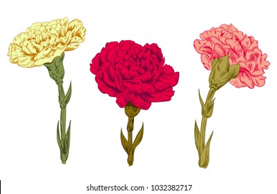 Set of carnation schabaud: red, pink, yellow flowers, green stems, leaves on white background for Mother's Day, Victory day, digital draw in engraving vintage sketch style, vector