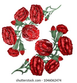 Set of carnation schabaud, white, pink flowers, green stems, leaves on white background, isolated, collection for Mother s Day, Victory day, digital draw, vintage illustration, vector