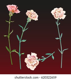 Set of carnation schabaud, white, pink flowers, green stems, leaves on dark background, isolated, collection for Mother's Day, victory day, digital draw, vintage illustration, vector
