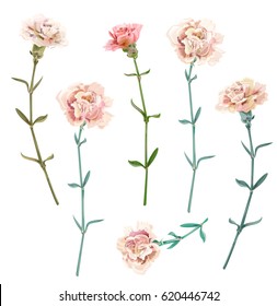 Set of carnation schabaud, white, pink flowers, green stems, leaves on white background, isolated, collection for Mother's Day, Victory day, digital draw, vintage illustration, vector