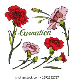 set of carnations for congratulations