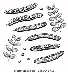 Conjunto de vainas de algarroba con habas y hojas de algarrobo. Ilustración vectorial en estilo de grabado aislado sobre fondo blanco.