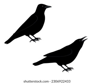 Set of Carrion crow. Corvus corone isolated on white background. Bird is standing and cawing. Vector illustration.