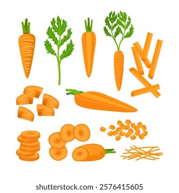 Set of carrot kit collection with carrot Root Vegetable, Top Leaves Whole and Sliced Big Vector Set. Fresh Plant Agricultural Crop Harvest and Cultivation, isolated on white background.