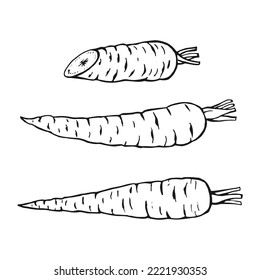Set of carrot outline. Hand drawn vector illustration. Farm market product, isolated vegetable.