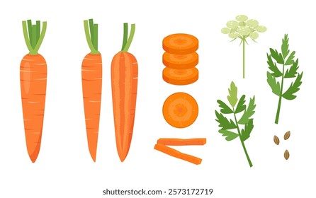 Set of Carrot vegetables. Whole and cut carrots, leaves, flower and seeds. Farm carrot plant icons. Organic garden vegetarian food. Vector illustration isolated on white background.