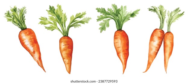 Set of Carrot Watercolor Vector