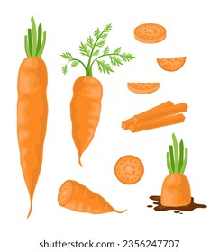 Set of carrots concept. Whole and sliced vegetable. Natural and organic product with vitamins. Farming and agriculture. Cartoon flat vector collection isolated on white background