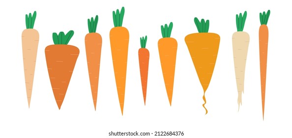 A set of carrots of different varieties. Flat vector illustration. EPS10