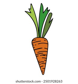 Set carrots flat. Harvest ripe vegetables garden. Sliced carrot. Hand drawn vector doodle illustration.