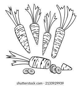 Set of carrots line art. Harvest ripe vegetables from the garden. Doodle drawing of herbal products. Sliced carrot. Hand drawn vector outline illustration.