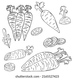 Set of carrots line art. Harvest ripe vegetables from the garden. Doodle drawing of herbal products. Sliced carrot. Hand drawn vector outline illustration.