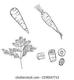 Set of carrots line art. Harvest ripe vegetables from the garden. Doodle drawing of herbal products. Sliced carrot. Hand drawn vector outline illustration.