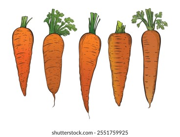 Set of carrots vintage style. Sketch style hand drawn. Isolated on white background. Vector image.