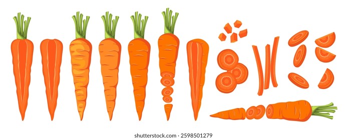Set of carrots. Whole carrots, slices, cut in half. Vector illustration.