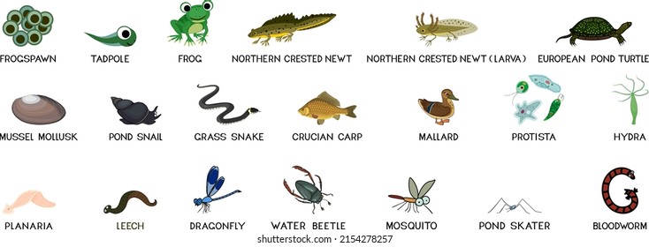 Set of cartoon animals (bird, reptiles, amphibians, insects, protists, worms) inhabitants of pond isolated on white background