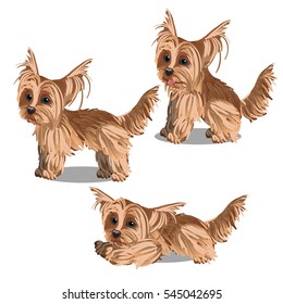 Set of cartoon animated Yorkshire Terrier puppy isolated on white background. Vector cartoon illustration close-up.
