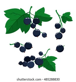 Set of cartoon black currant berries with green leaves on a isolated white background. Bright berries and berries branch.
