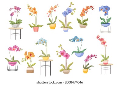 Set of Cartoon Blooming Orchids in Flowerpots, Holders and Tables. Domestic Blossoms Isolated on White Background. Different Tropical or Beautiful Flora, Orchids Design Elements. Vector Illustration