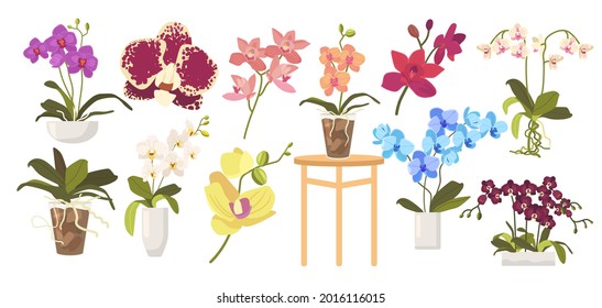 Set of Cartoon Blooming Orchids, Flowerpots, Leaves and Stems. Domestic Blossoms Isolated on White Background. Tropical Beautiful Flora, Different Orchids Design Elements. Vector Illustration