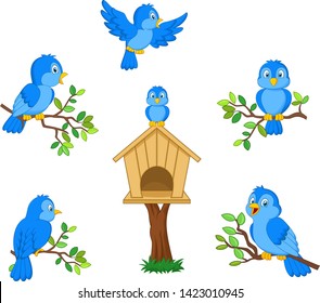 Set of cartoon blue bird on white background