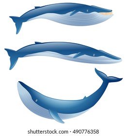 set of cartoon blue whales show on white