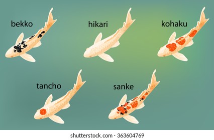 Set cartoon carps koi fish. Isolated vector illustration.