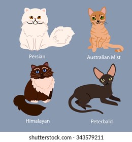 Set of cartoon cats with different colored fur standing, sitting or walking vector illustrations. Different breeds of cats: persian, australian mist, himalayan, peterbald.