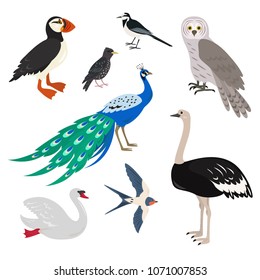 Set of cartoon cute birds on white background. Vector illustration.