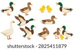 Set of cartoon ducks and ducklings in different poses, including swimming, flying, standing, and a white goose, suitable for nature and farm animal themes.