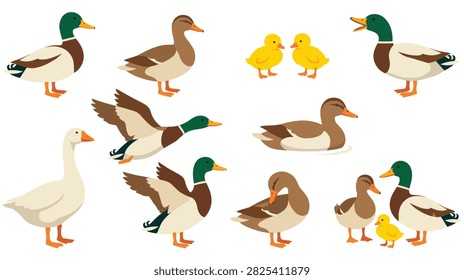 Set of cartoon ducks and ducklings in different poses, including swimming, flying, standing, and a white goose, suitable for nature and farm animal themes.
