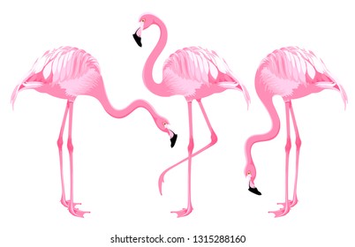 Set of cartoon exotic birds, Pink flamingos in different poses. Vector illustration. Isolated on white background.