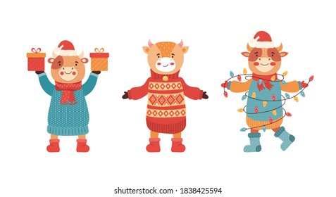 Set of cartoon funny baby bulls. Mascot of the new year 2021. Cute animal character in winter clothes with gift and sweets. Cow, Buffalo, calf, ox at a new year party. Happy Christmas illustration