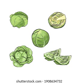 Set of cartoon hand drawn cabbage isolated on white. Vector illustration. head of beef, slice, half, whole, top view vegetable.