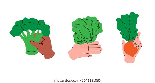 Set of cartoon hands holding fresh vegetables. Broccoli, lettuce and beetroot. Healthy eating. Organic farm vegetables. Vector illustration.