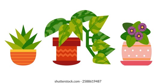 Set of cartoon houseplants in a pots. Vector flowers Succulent, Viola plant and Golden pothos. Colored flat illustration isolated on white background