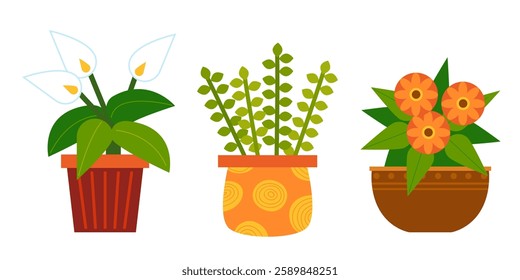 Set of cartoon houseplants in a pots. Vector flowers Peace Lily, Gerbera and Portulacaria afra. Colored flat illustration isolated on white background