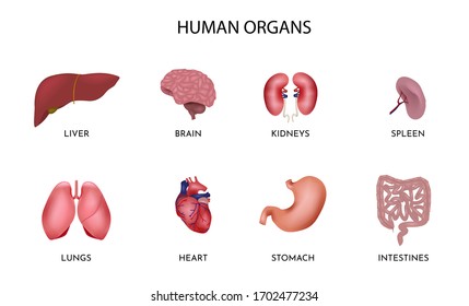 Set Cartoon Human Organs Set Contains Stock Vector (Royalty Free ...