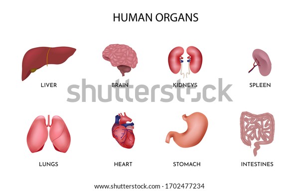 Set Cartoon Human Organs Set Contains Stock Vector (Royalty Free ...