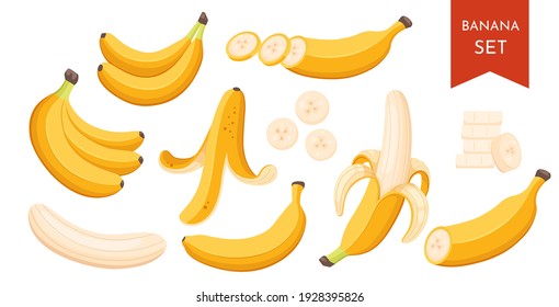 Set of cartoon illustration yellow bananas. Single, banana peel and bunches of fresh banana fruits.